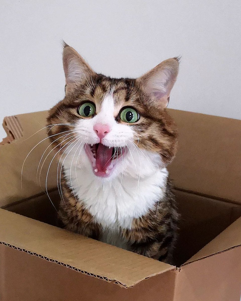 RexieCTO's tweet photo. @LFGNOW1 sorry was stuck in the box 

$rexie the handicat https://t.co/XpinJGCD5J