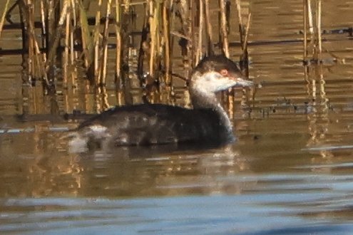 SteveClippo tweet media