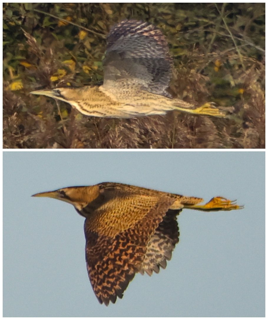 SteveClippo tweet media