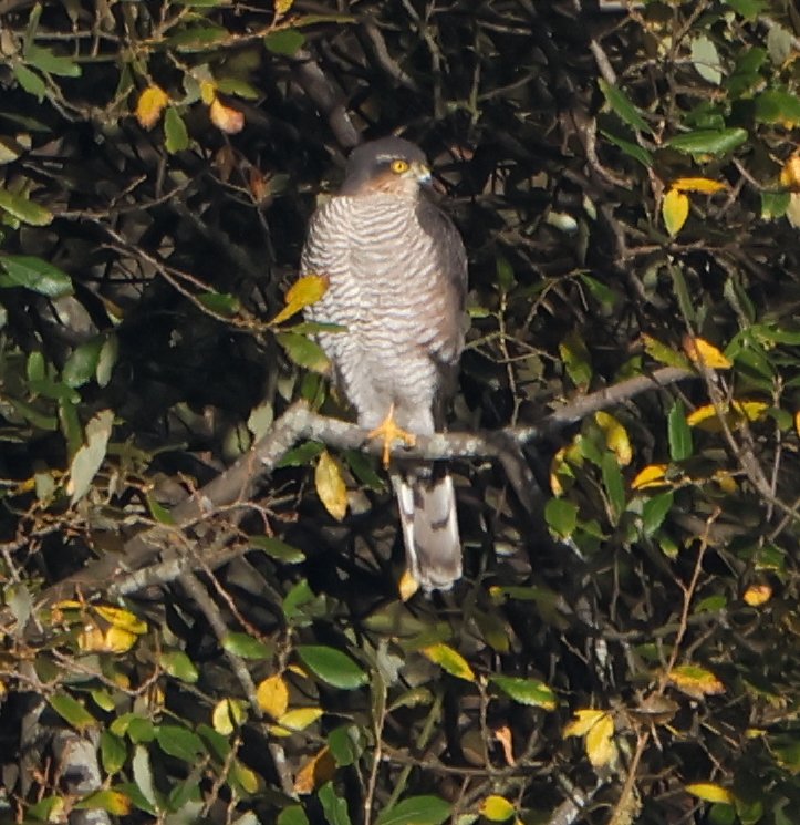 SteveClippo tweet media