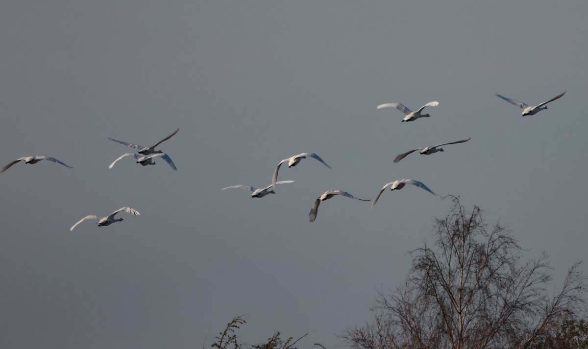 SteveClippo tweet media