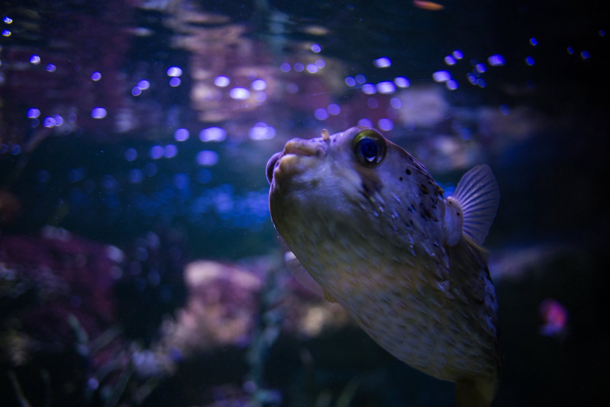 quite fond of this guy and the pic i took of him