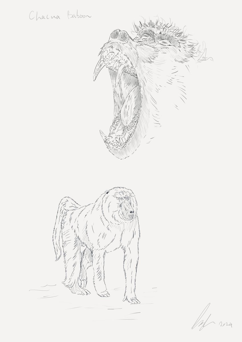 BRillustrations's tweet photo. And another Primate!

This time a Chacma Baboon

Check it and rest of my concept sketches out here - https://t.co/5scUghLu1J

#Drawing https://t.co/3l1ULPaPfF