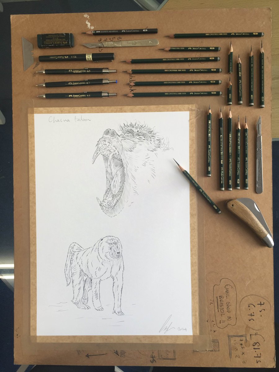 BRillustrations's tweet photo. And another Primate!

This time a Chacma Baboon

Check it and rest of my concept sketches out here - https://t.co/5scUghLu1J

#Drawing https://t.co/3l1ULPaPfF