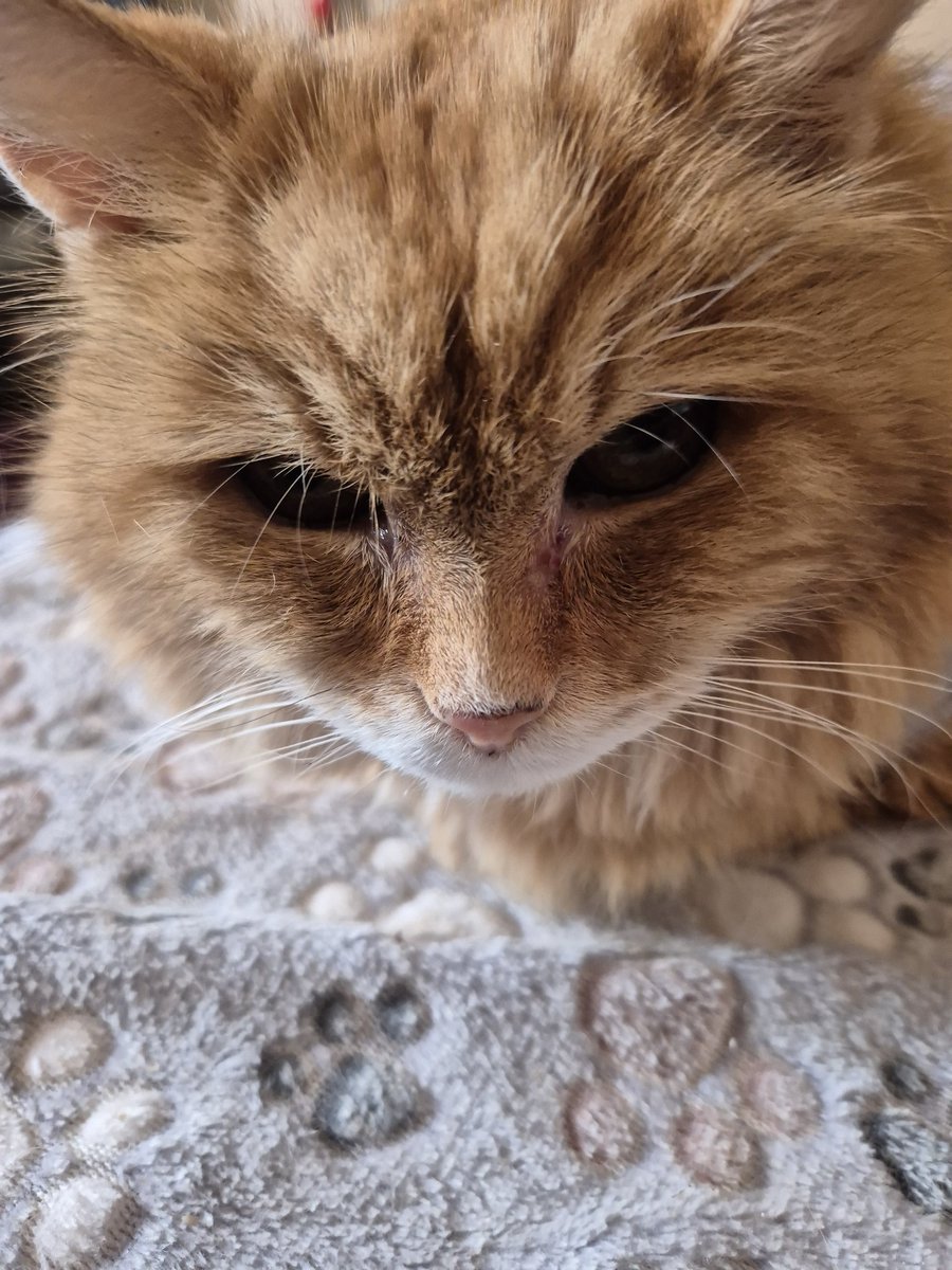 'Ooo is you lookin for Xmas gifts? Want something under a fiver? And free postage for UK mainland ? (Postage costs for elsewhere) Head to me website (link in bio) quick!!!!xx' 😻 #Billcat #cats #CatsOfTwitter #CatsOnTwitter #CatsOfX #CatsOnX #CatsAreFamily #Hedgewatch #jewellery