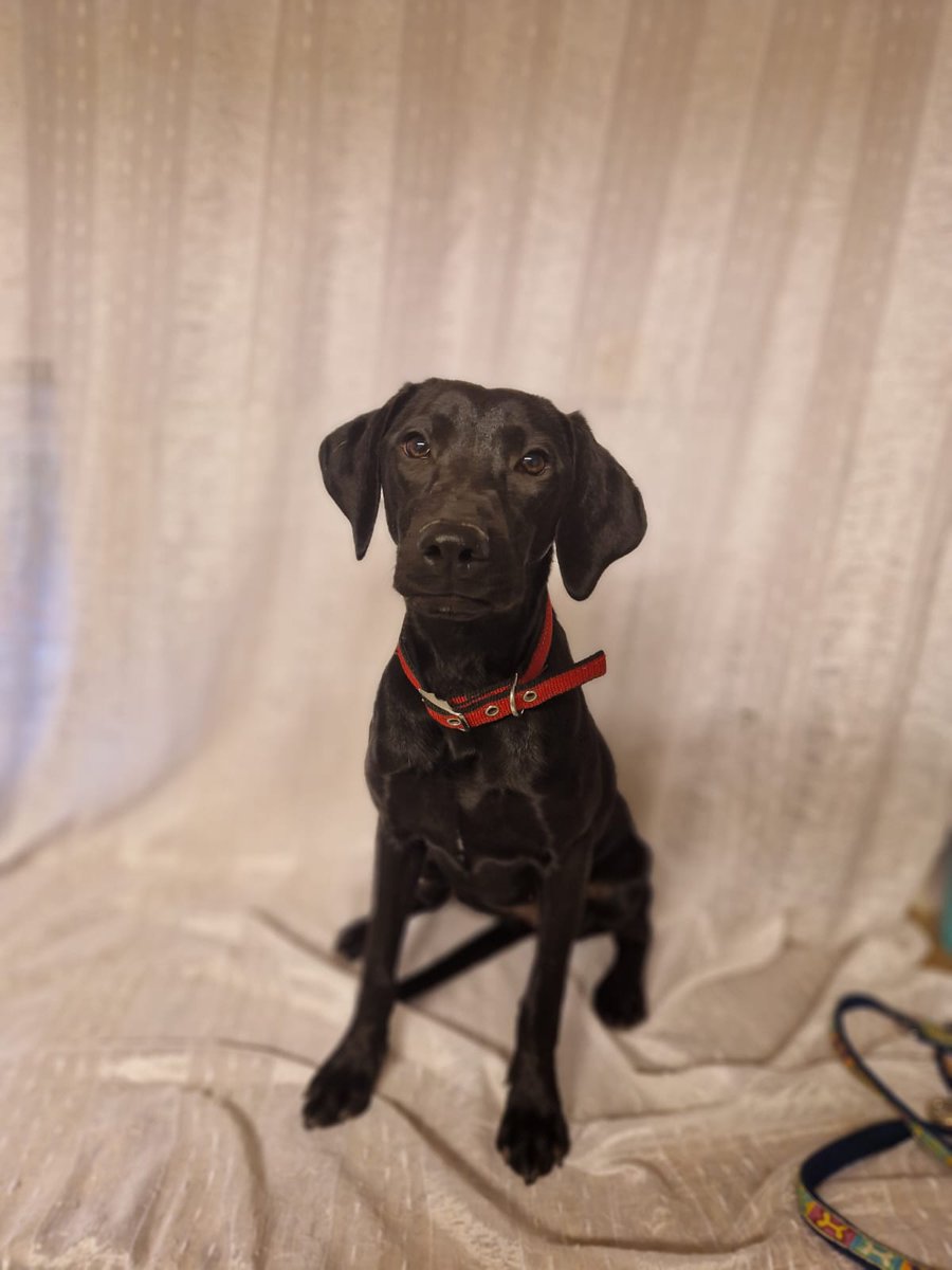 SilviaMylo's tweet image. Tiene 5 meses y es muy buena, sonríe a la cámara con esperanza de encontrar una familia y no andar rodando por ahí, creciendo de casa en casa como esos abuelitos que nadie quiere 💔 😢
Barcelona
657315050