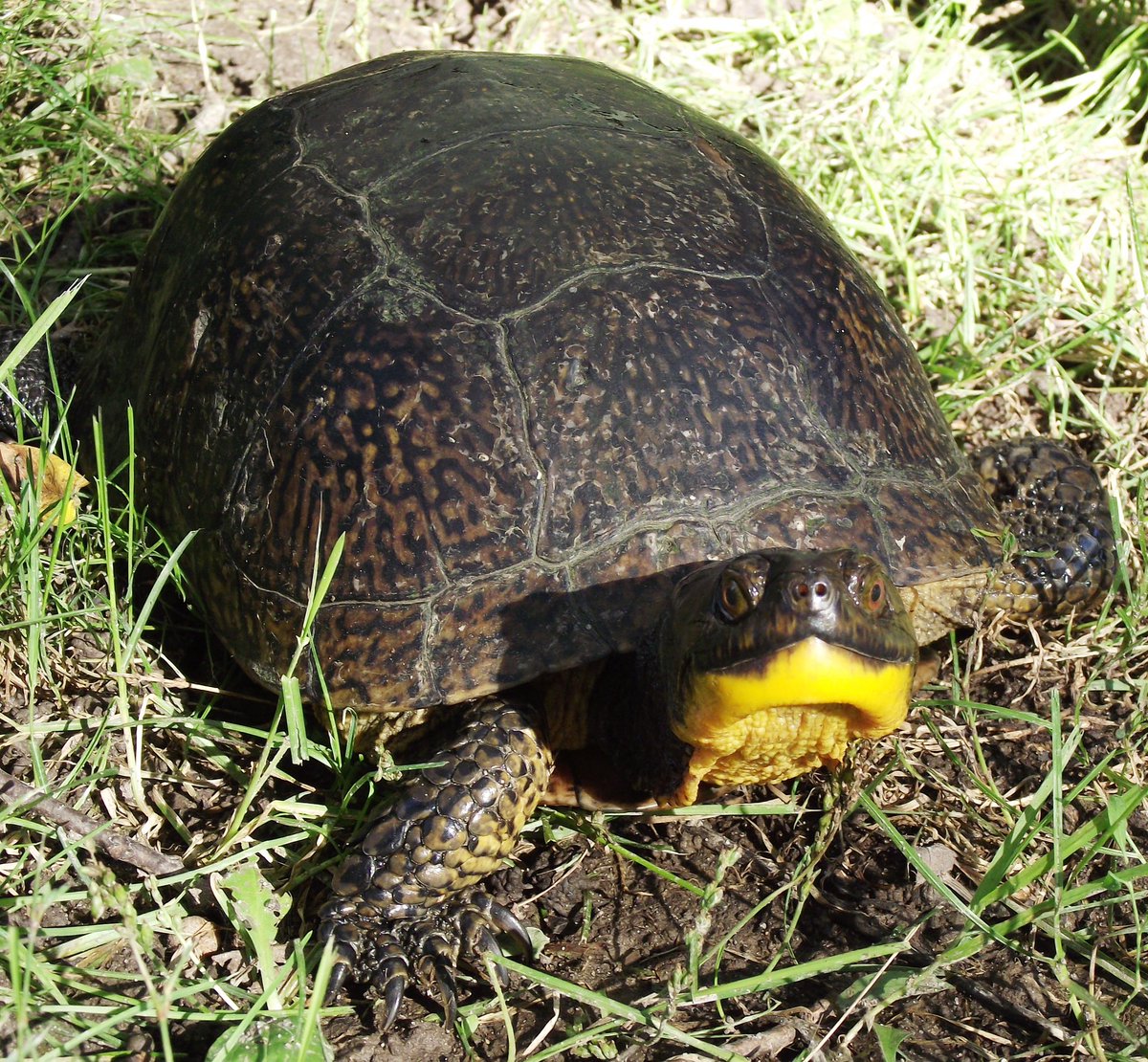 Who better to wish you a happy hump day than a turtle that wears his hump everywhere?? Trust him, he’s an expert! 😉 

📸: Blanding’s Turtle by Robert Bordman #turtle #humpday #humpdaywednesday #mwparc #biology #conservation #turtlesofinstagram #reptiles #amphibians