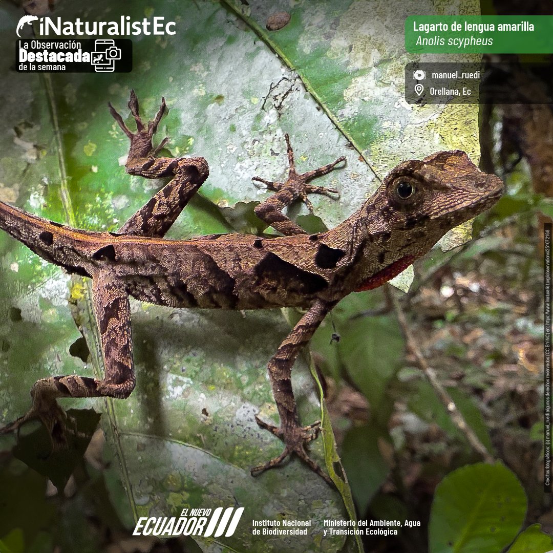 INABIO_EC's tweet photo. Te invitamos a conocer al Lagarto de lengua amarilla (Anolis scypheus) en la #observaciondelasemana https://t.co/gEiGks50hx