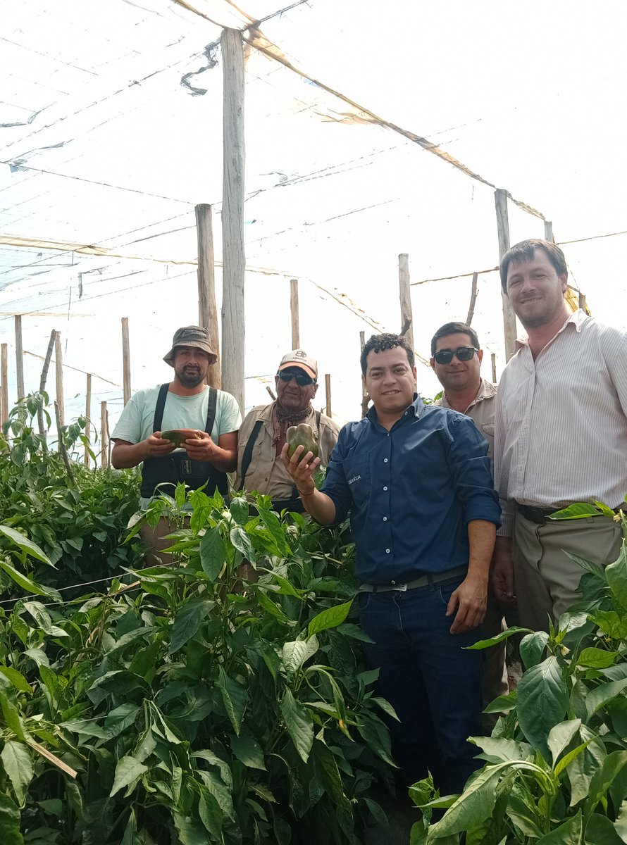 romano_nel's tweet photo. Capacitación a campo sobre el uso de #SMARTFOIL en pimiento.
Junto a nuestro distribuidor Matías Zavaleta.
@ALZ_Agro 
@Santi_Caterina https://t.co/UzgooVekhb