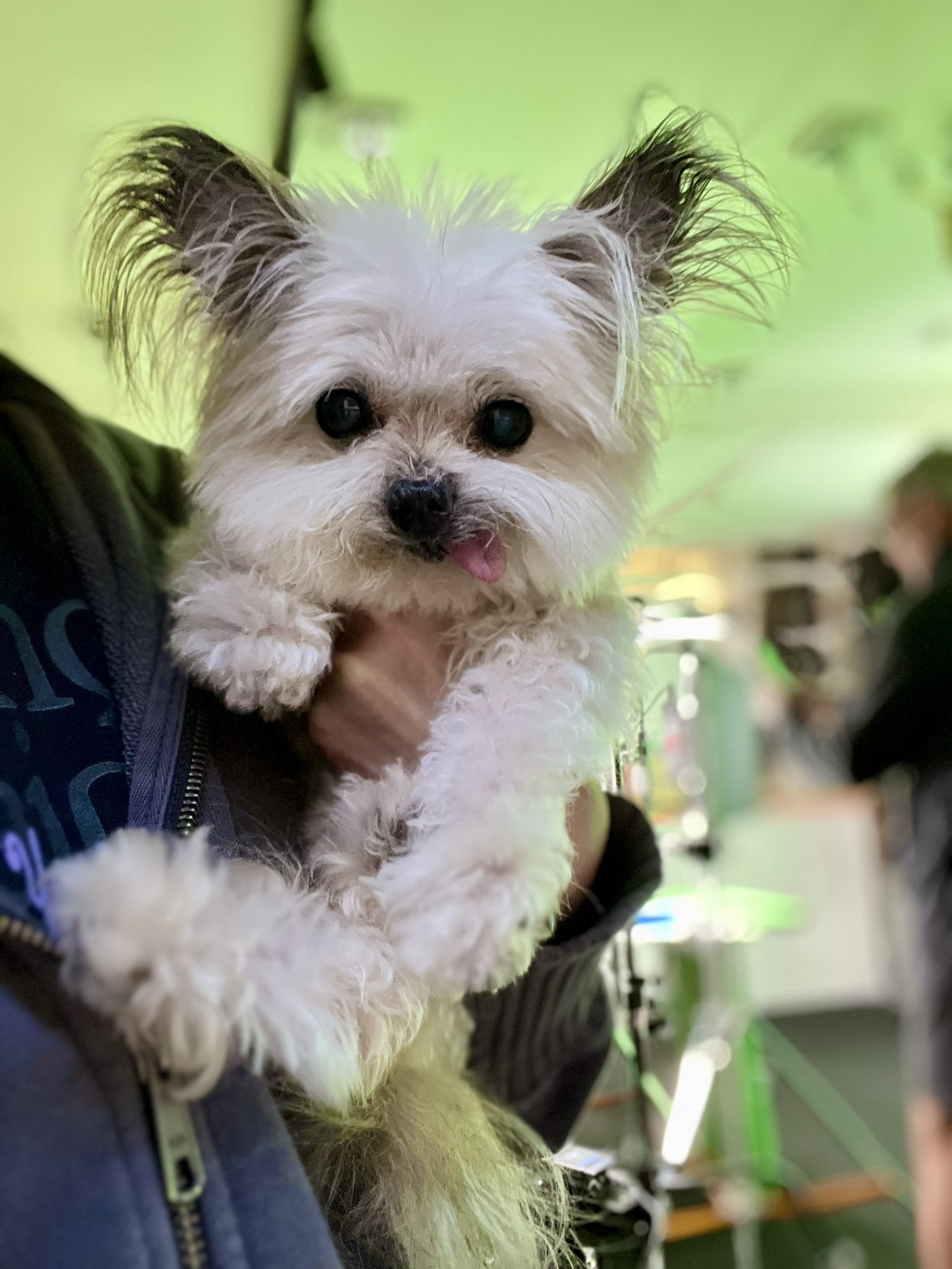 NORBERT NorbertDog X