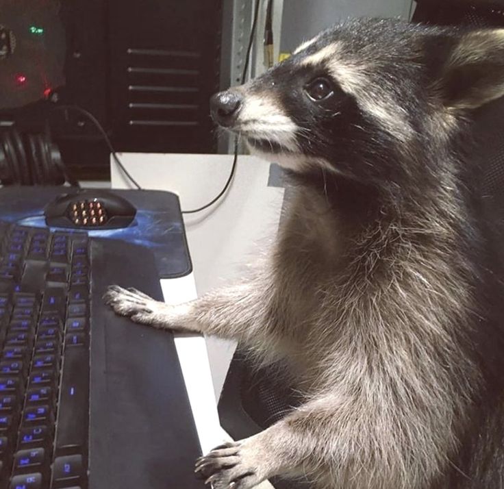 fastas and furious building trees at home