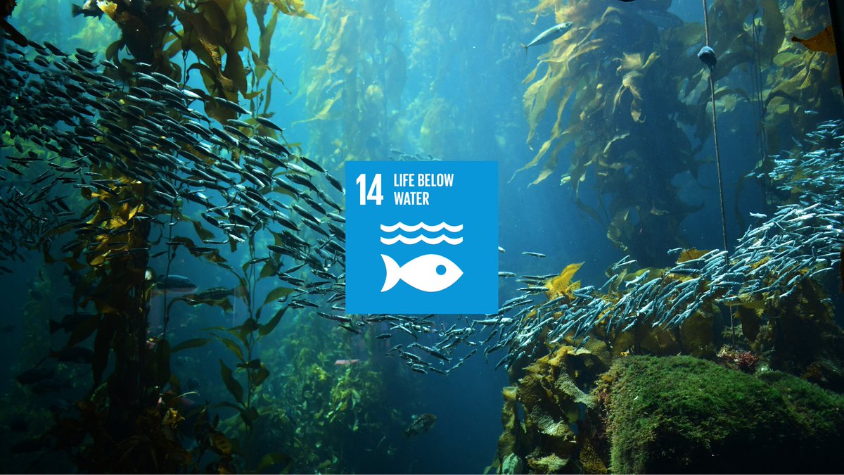 #SDG14 aims to conserve and sustainably use the oceans, seas, and marine resources by 2030. Learn more about SDG 14 Targets: restore.tech/achieving-sust…