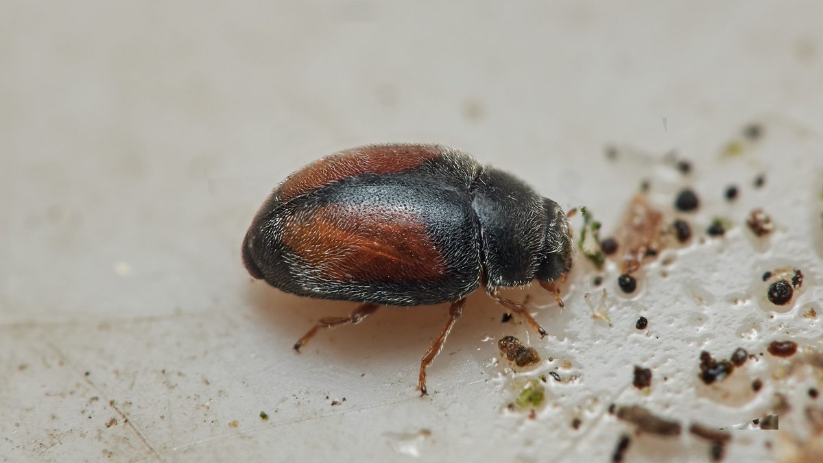 David Williams tweet media