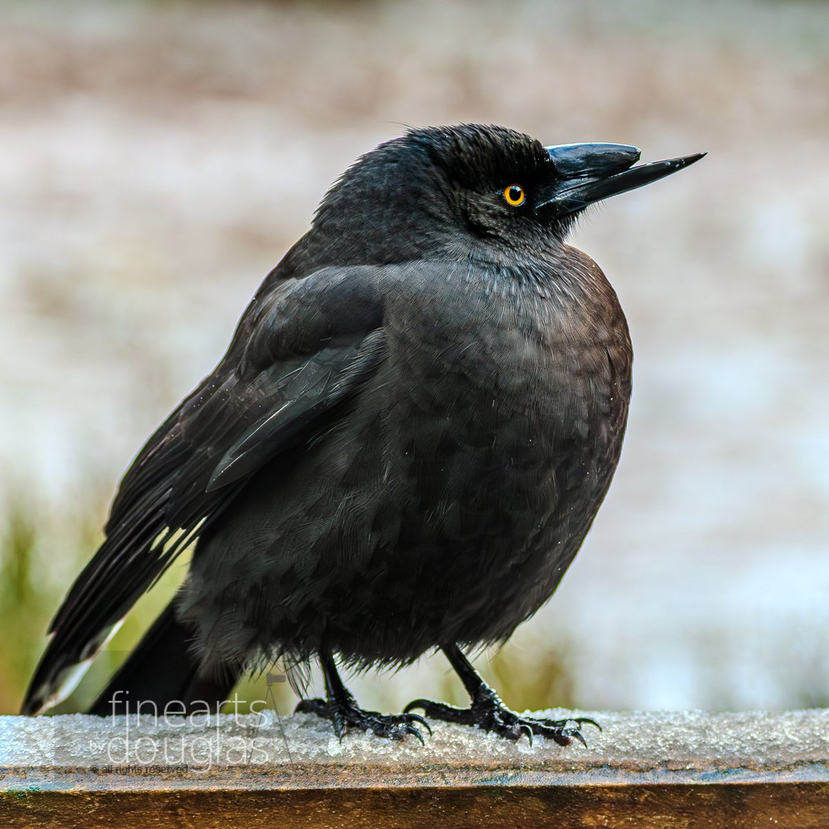 ngdouglas's tweet photo. #HappyHumpDay, #lifeIsTough so #suckItUp; the #winner stands #poundly. remember! whatever doesn't kill you make you #stronger; #photography #finearts #fineartsbydouglas #WeeklyHumpDayPhoto #artofcreation #nature #connectionwithnature #inspiration #transition #crow https://t.co/pxYJ5SPILn