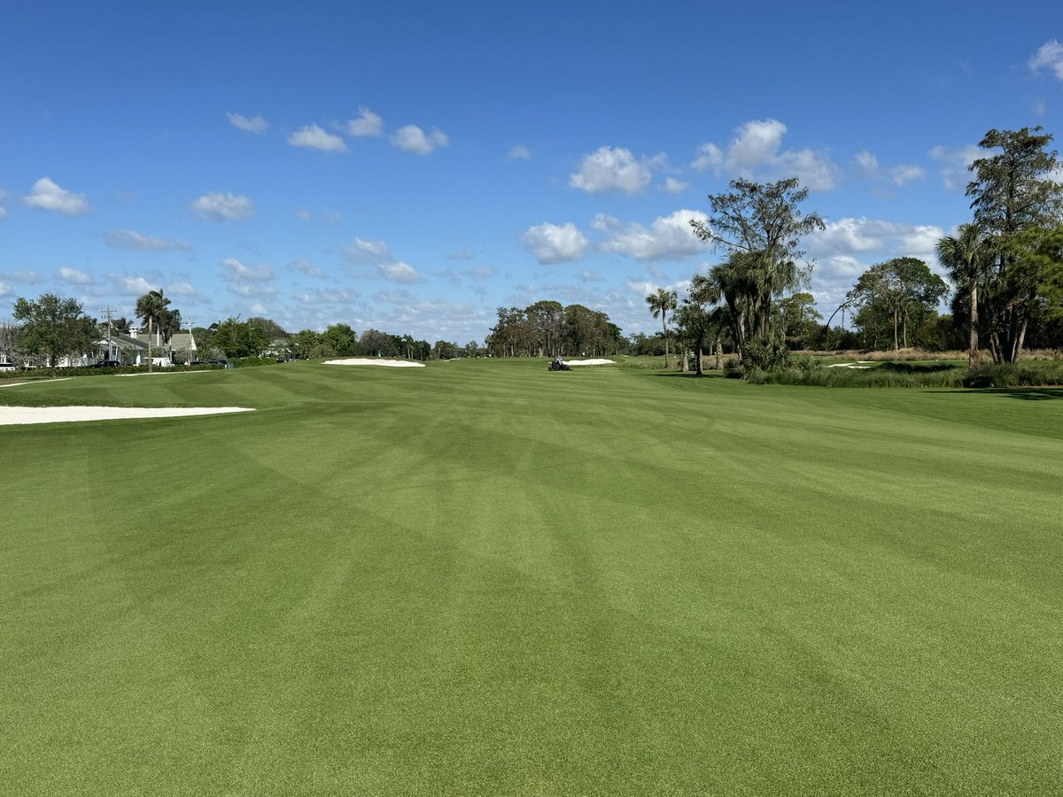 Platinum Paspalum on lock @ CCN!