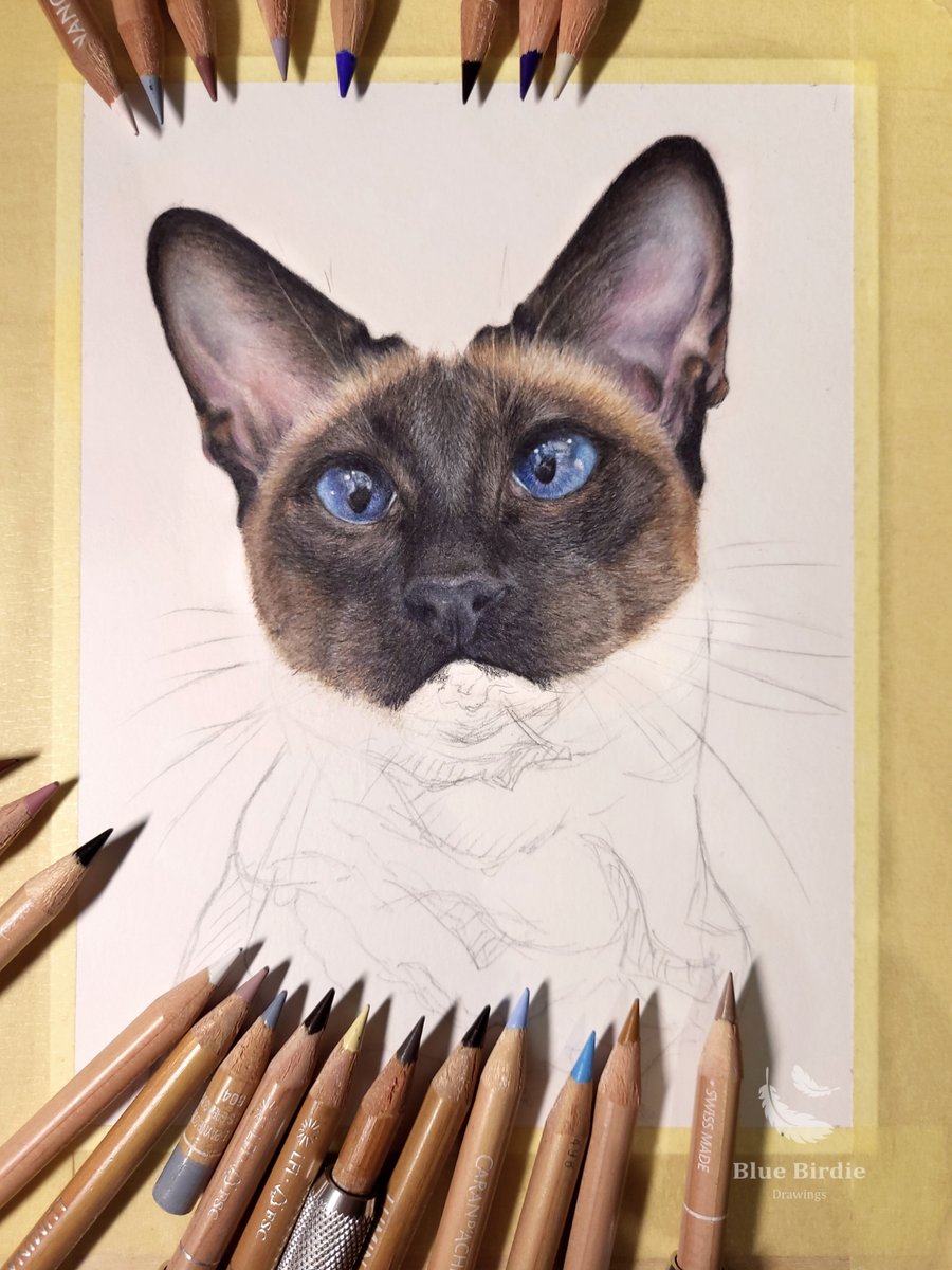 Blue Birdie Drawings tweet media