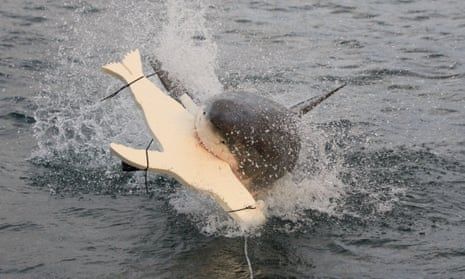 LED lights on underside of surfboards may deter great white shark attacks 

'Turns out sharks are light-sensitive. Like they're hung-over...
buff.ly/4fHfS4D