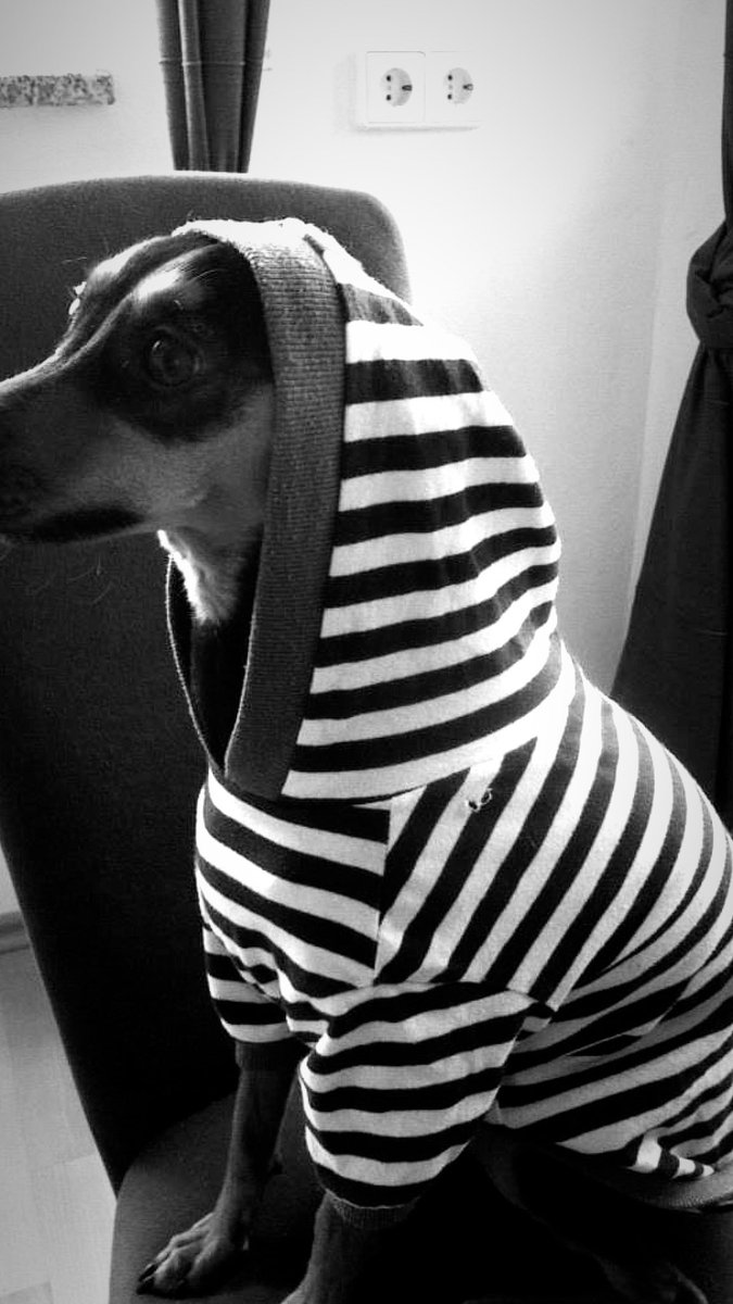 Ihr Lieben, dieser wunderschöne Hund ist heute, mit fast 16 Jahren von dieser Welt gegangen. 🐶❤️💔🖤 Bitte lasst meine Polly noch einmal um die Welt reisen. Es zerreißt mir das Herz. Mach’s gut meine kleine Freundin, Du warst eine treue Seele. Ich werde Dich immer lieben!🫶