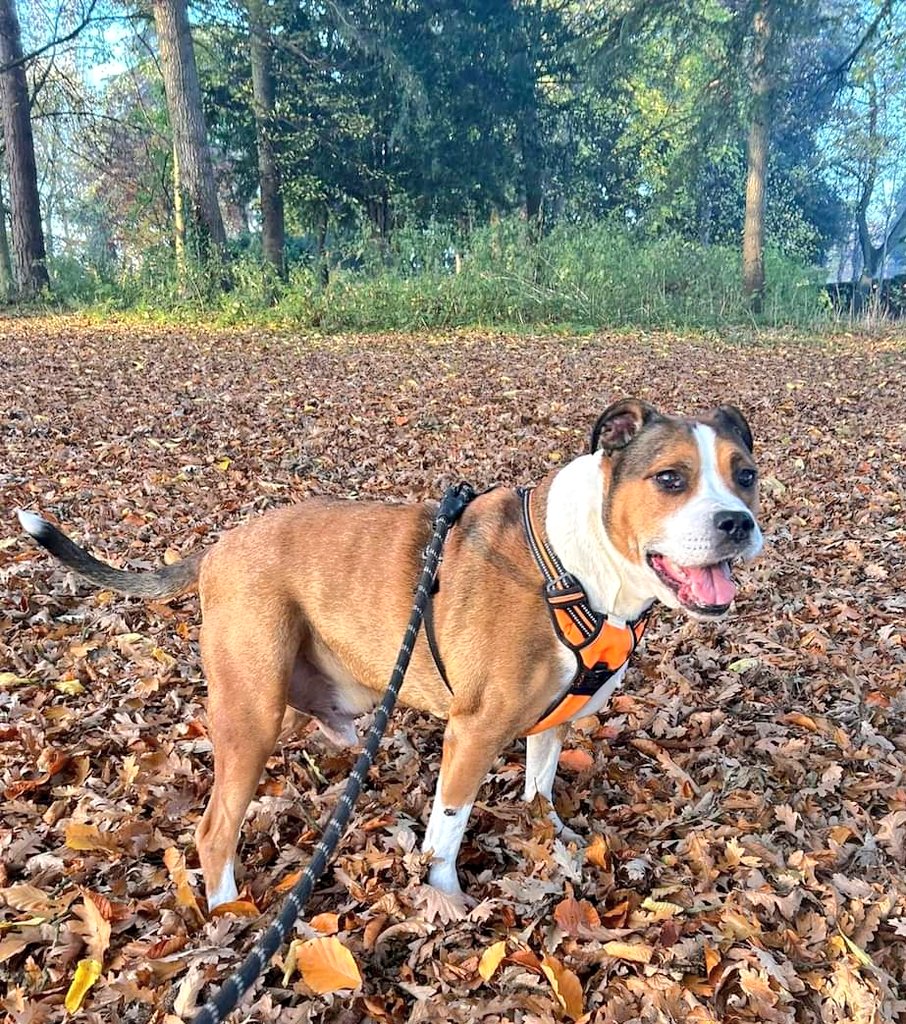 SeniorStaffy's tweet photo. Our darling boy Rusty went for a lovely sleepover weekend with his  Aunty Maz and was a very good boy indeed. In fact his Aunty Maz said what an absolute star 🌟 he's been and she really can't understand why he hasn't been snapped up yet 😔 
Rustys link ⬇️ https://t.co/ifkENNVnO9 https://t.co/y5BLdCDTYf