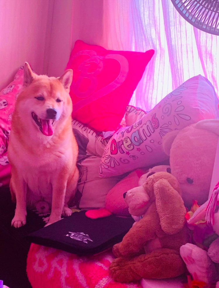 BrendaCS's tweet image. Hey @elonmusk @realDonaldTrump @VivekGRamaswamy 
This is Keiko. My doge and newly appointed head of the D.O.G.E here in #SouthAfrica asking his staff what they've done this week.
He may have more work to do in SA than you. Good luck #doge #shibainu #dogecoin