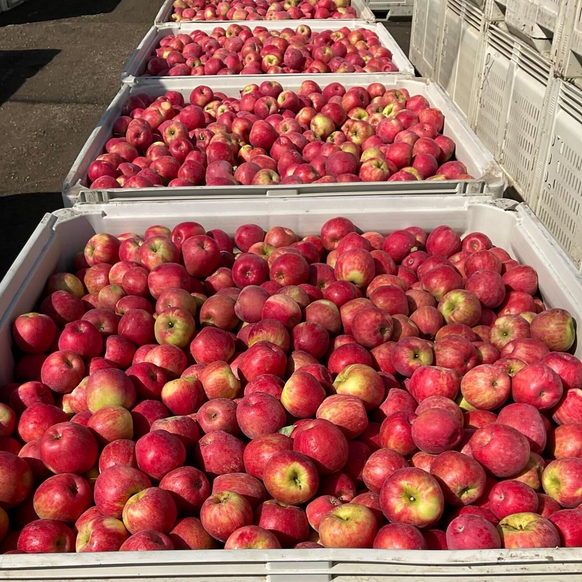 Ecogirdler's tweet photo. This beautiful harvest from one of our Washington growers is a testament to the power of regenerative farming and dedication. We love seeing hard work pay off in such beautiful results! 🍎🌿
#HarvestTime #FarmCommunity #CelebrateFarming #Harvest #RegenerativeFarming #AppleHarvest https://t.co/yHDjHBloDL