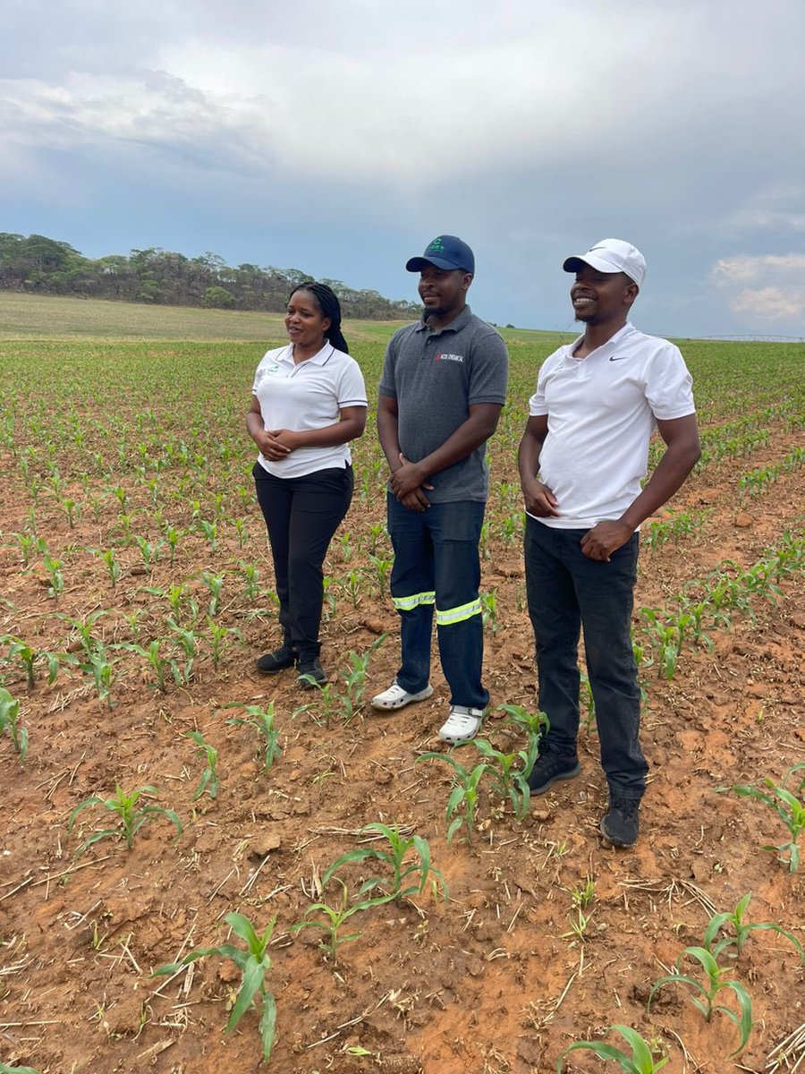WendyMadzura's tweet photo. It’s GAME on at COMBE farm with Tawanda Alex Pasipanodya Banket, Mash West Province, Zimbabwe🇿🇼
#SC719
#ItStartsWithTheRighySeed🌽 https://t.co/mz7m1EG4XB