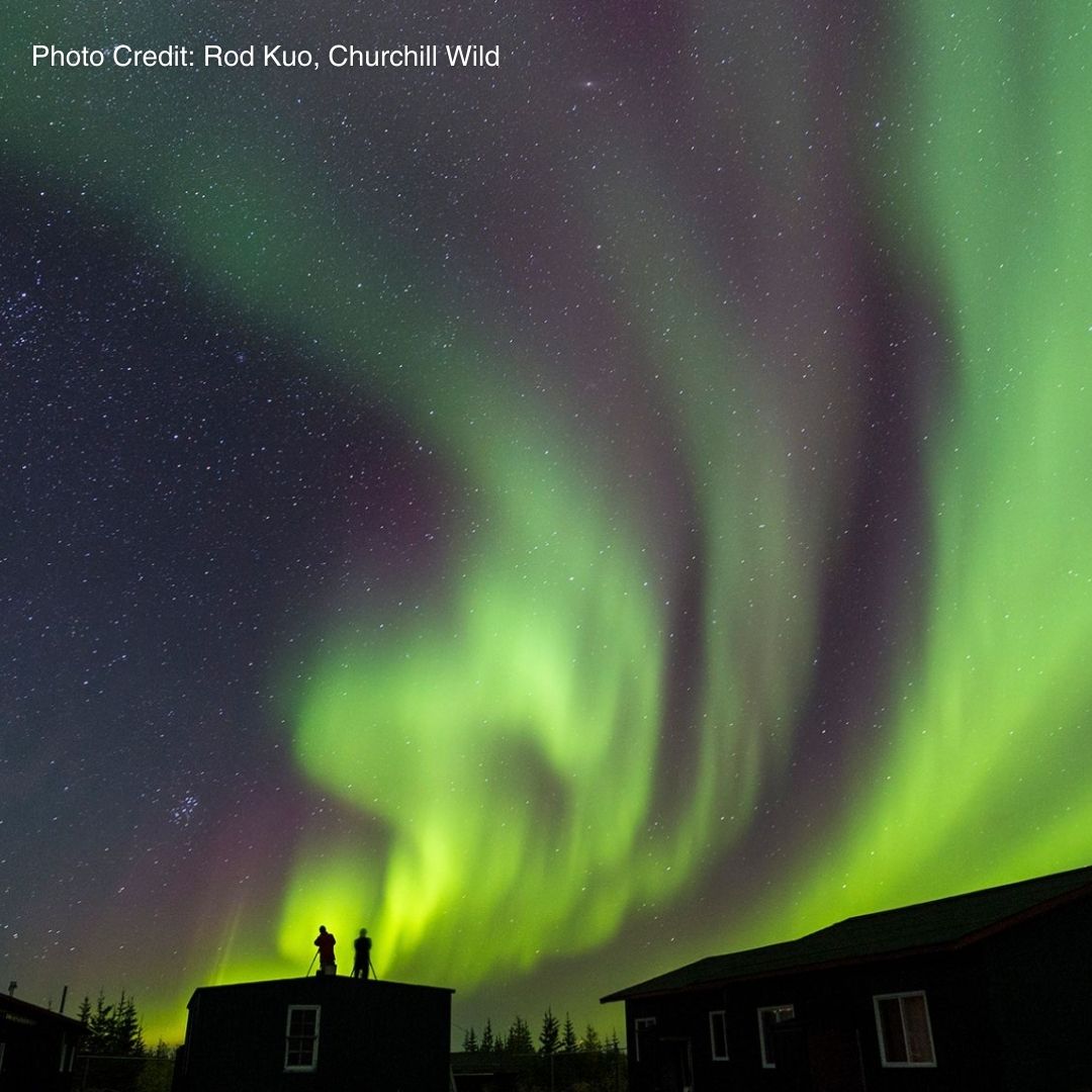 🚨 Our Silent Auction is LIVE! 

🐺🐻 Find unparalleled wildlife experiences with Churchill Wild. ✨ This incredible safari offers a chance to walk with polar bears, black bears, wolves, moose and other Arctic wildlife on the rugged coast of Hudson Bay. 

📸: Churchill Wild