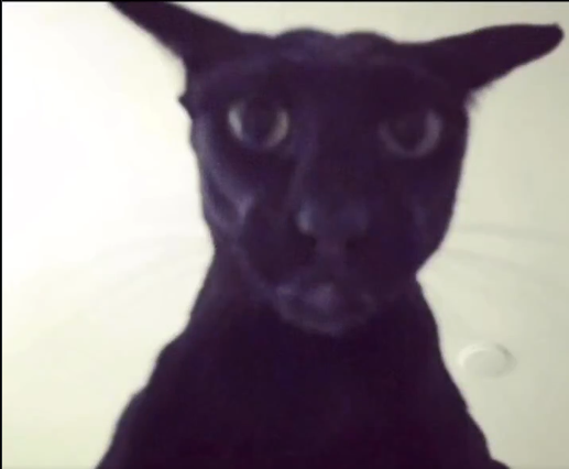 ngl obsessed with the scariest stories cats Like why larry look like this ??