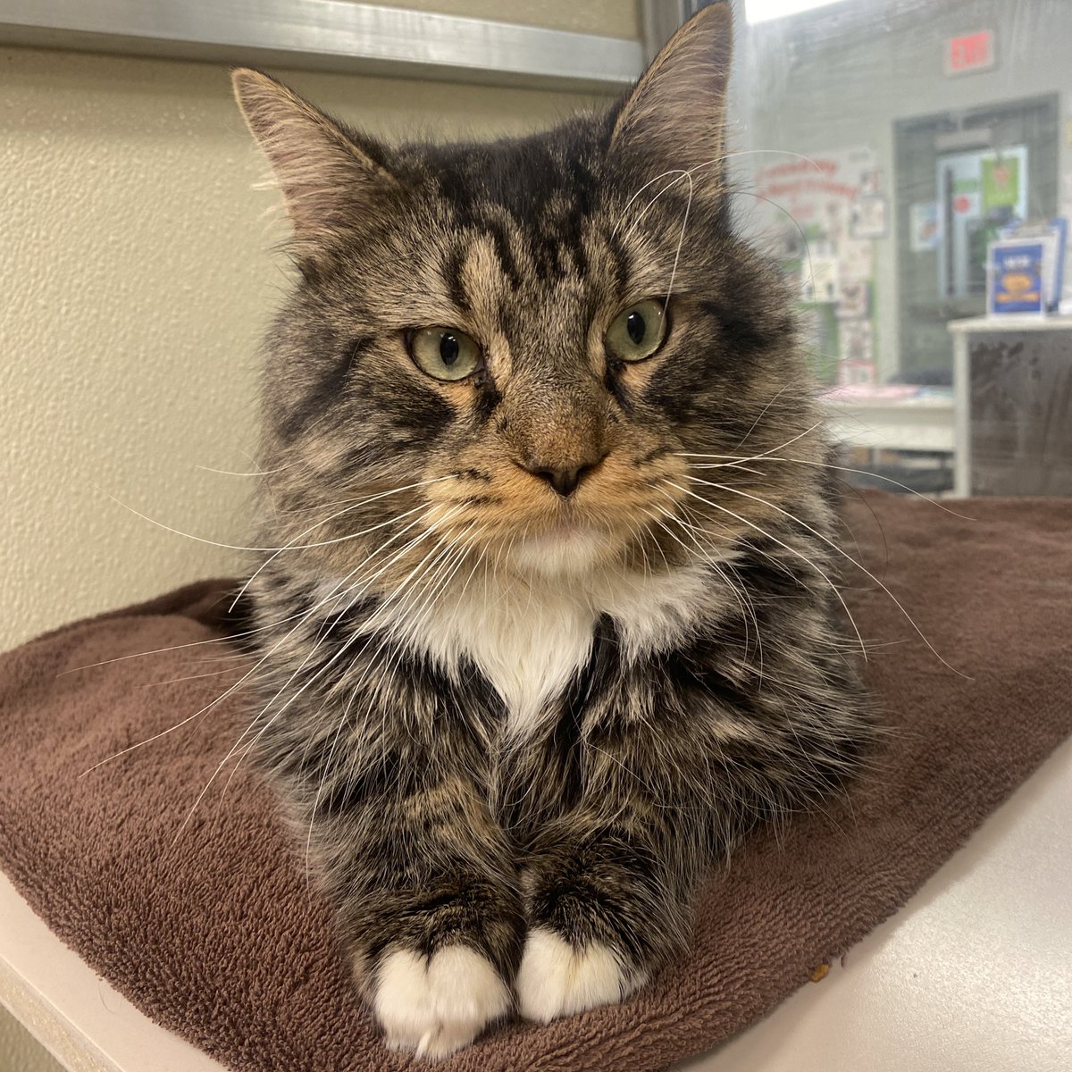 Clifford is a big floofy boy looking for a home. He’s about four years old, has majestic whiskers, and likes to be the center of attention. 

📍 Blackwood, NJ 

#catlover #cat #adopt