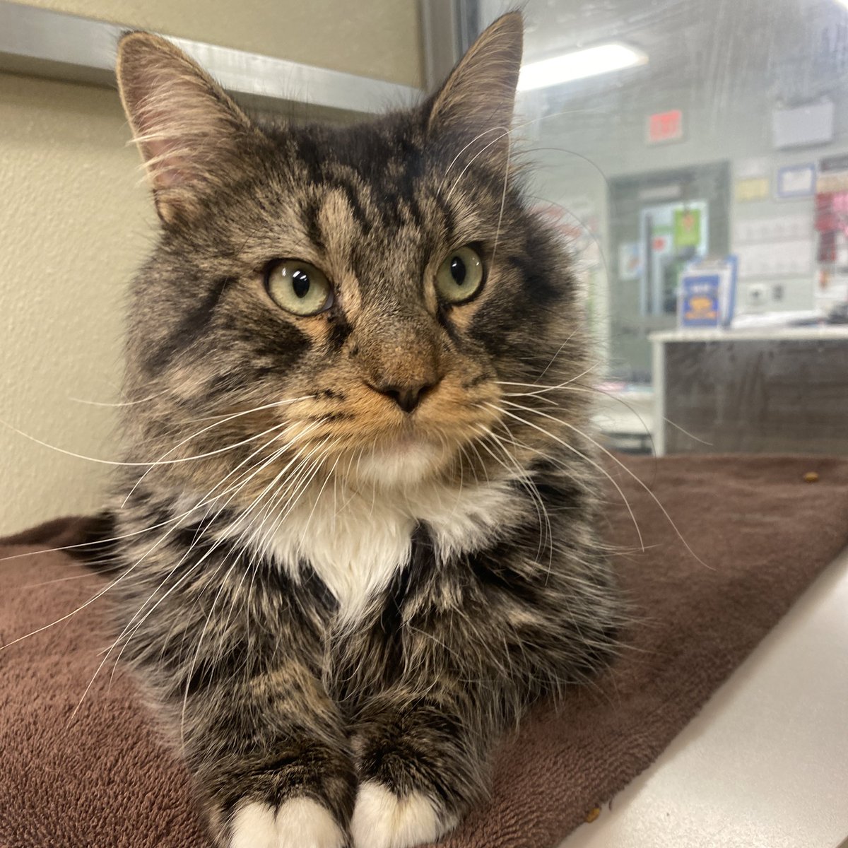 HomewardPetsNJ's tweet photo. Clifford is a big floofy boy looking for a home. He’s about four years old, has majestic whiskers, and likes to be the center of attention. 

📍 Blackwood, NJ 

#catlover #cat #adopt https://t.co/njYUdTIuHZ