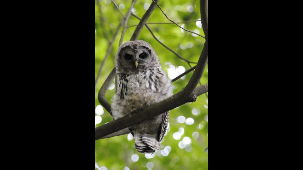 MLTnews's tweet photo. Learn all about owls from bird expert at Lynnwood Library Nov. 18 https://t.co/Nx9dbptT2P https://t.co/XLXPJVjzBi