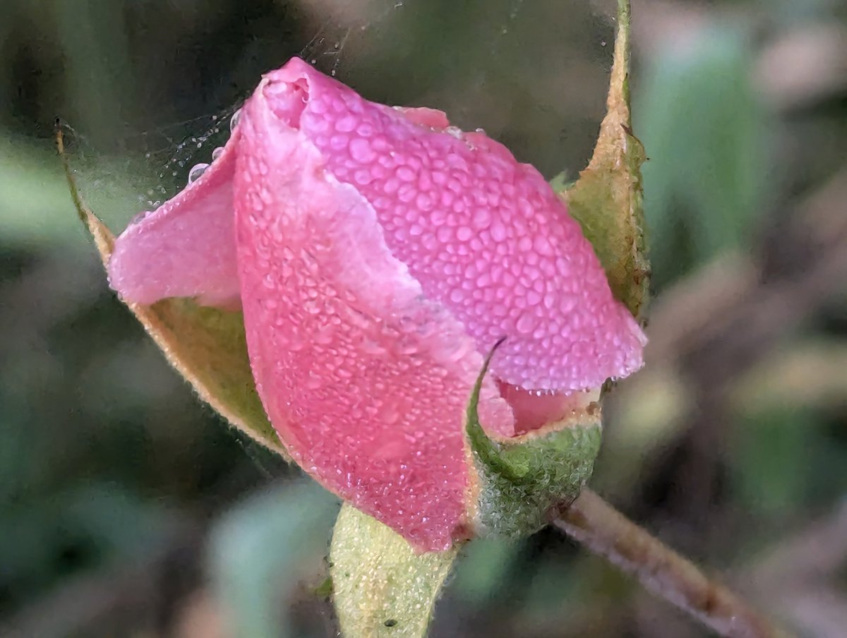 Jean Hensey tweet media