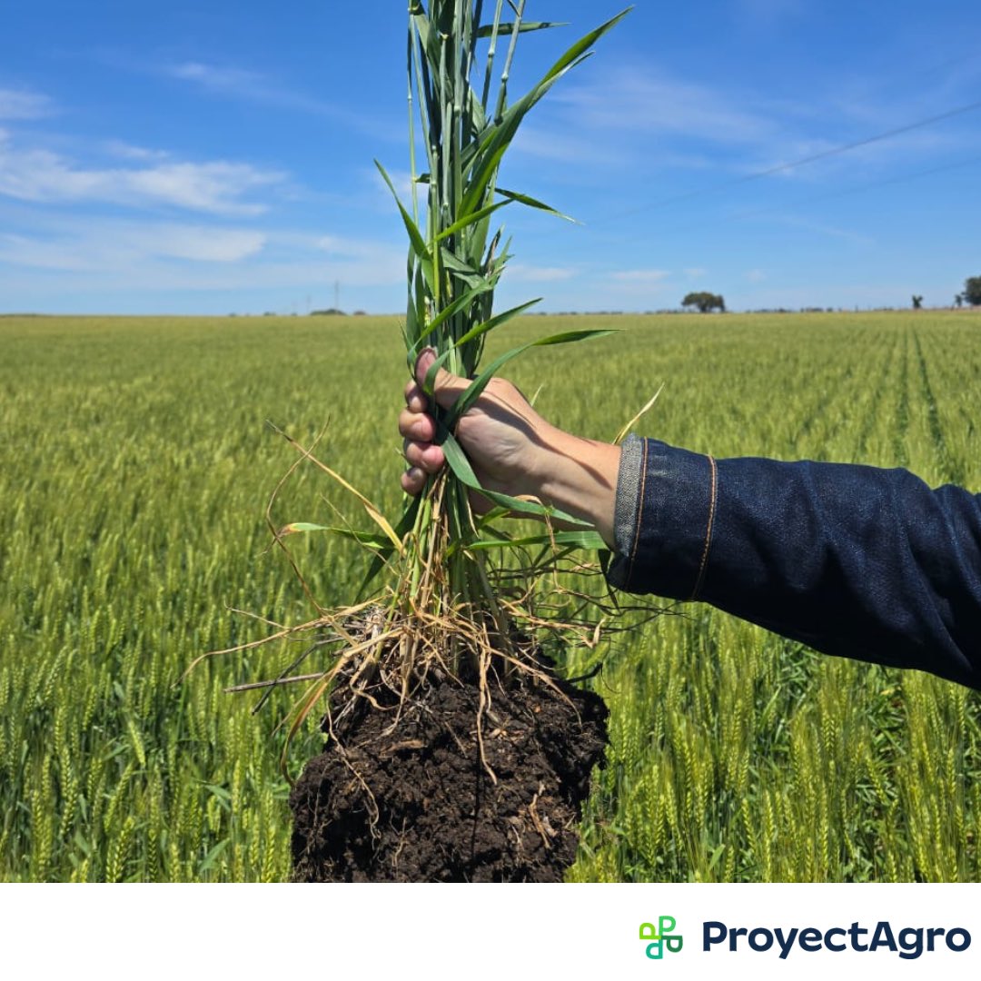 ProyectAgro tweet media