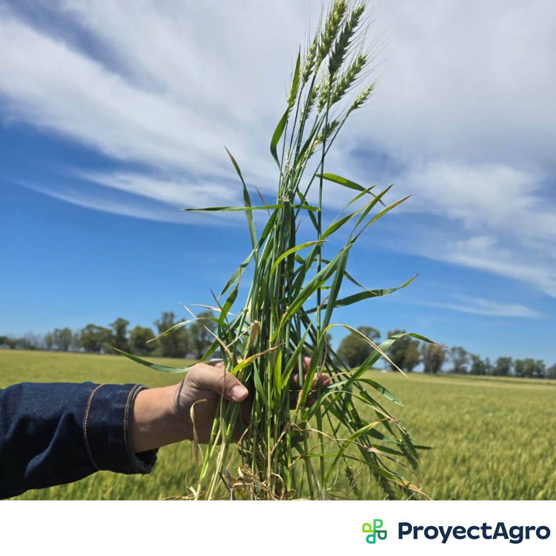 ProyectAgro tweet media