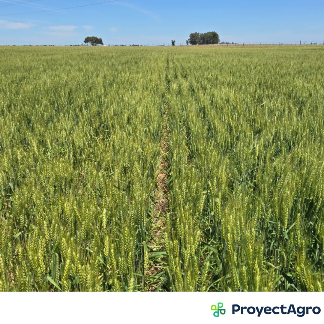 ProyectAgro tweet media