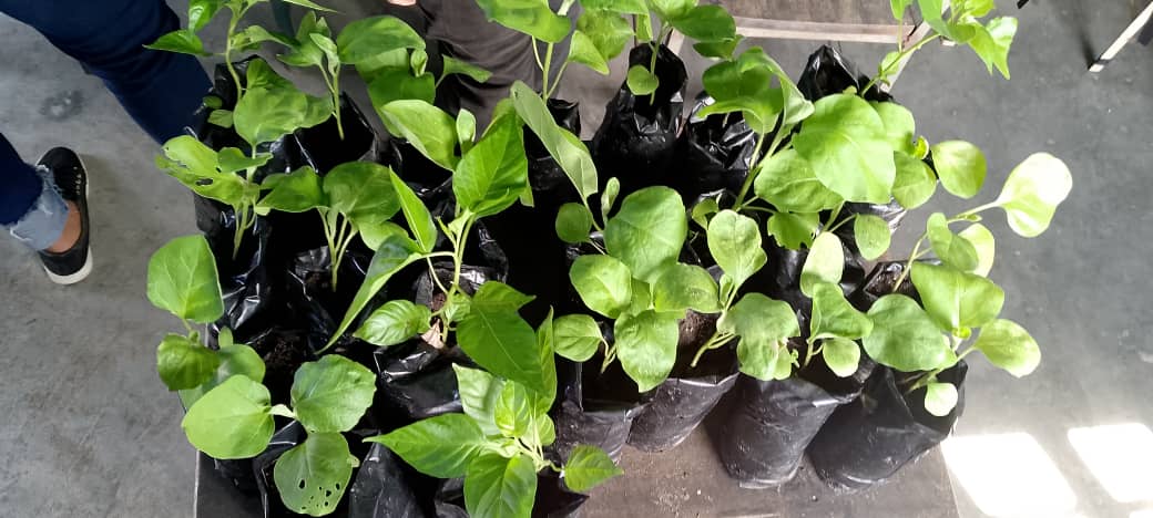 MisinRobinson's tweet photo. El día de hoy 13/11/24 Misión Robinson Casacoima junto a la Misión Árbol y el minec en la recolección de enseres y la donación de 20 plantas de berenjena a la escuela El trinfito recibimos por la MCS Heidis Noriega y las Cocineras de la patria Ubicada en la Parroquia Manuel Piar https://t.co/VH1TuiWdjv