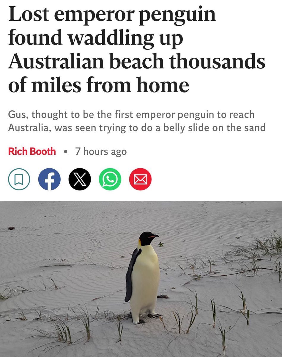 <a href="/MySol2Squeeze/">Queen of SOL</a> Facts, and it’s called $GUS 🐧 This penguin traveled all the way from his home to Australia, a journey of thousands of miles. Scientists aren’t even sure how he did it. Don’t fade $GUS while it’s cheap, this will be the next Pnut 🚀
