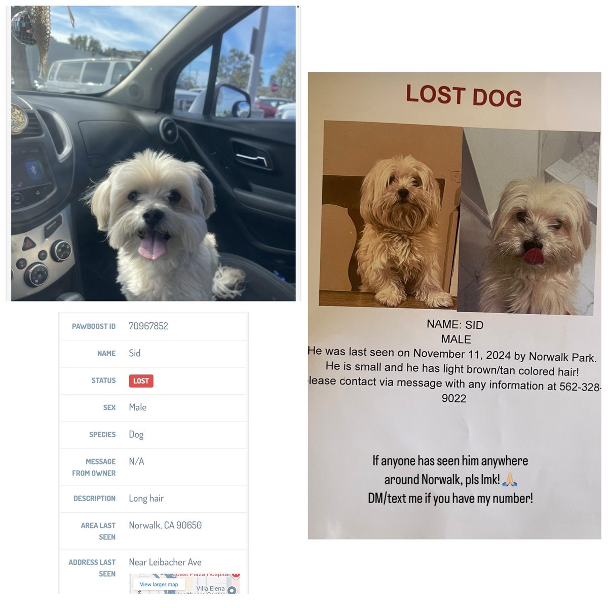 LOST DOG**
Help find Sid. Last seen near Leibacher Ave in Norwalk CA. ‼️