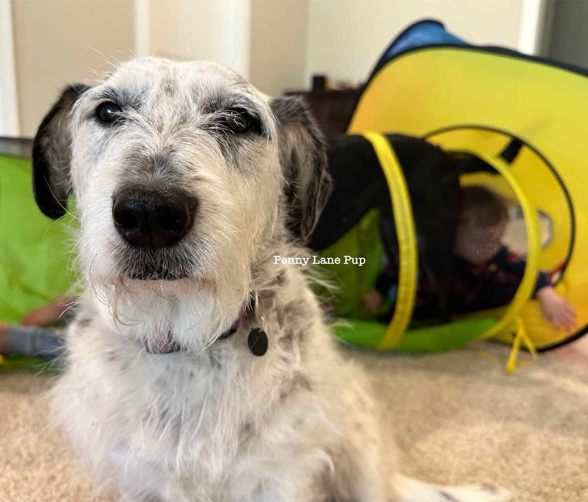 Penny_Lane_Pup's tweet photo. Shenanigans are going on behind me. So. Many. Shenanigans. 
#dogs #pennylane #lunatoo #T3B3 #T2B2 https://t.co/xpkCDaMFw0