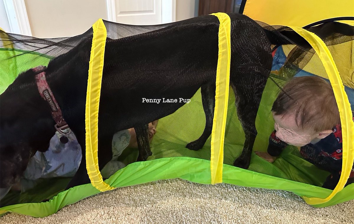 Penny_Lane_Pup's tweet photo. Shenanigans are going on behind me. So. Many. Shenanigans. 
#dogs #pennylane #lunatoo #T3B3 #T2B2 https://t.co/xpkCDaMFw0