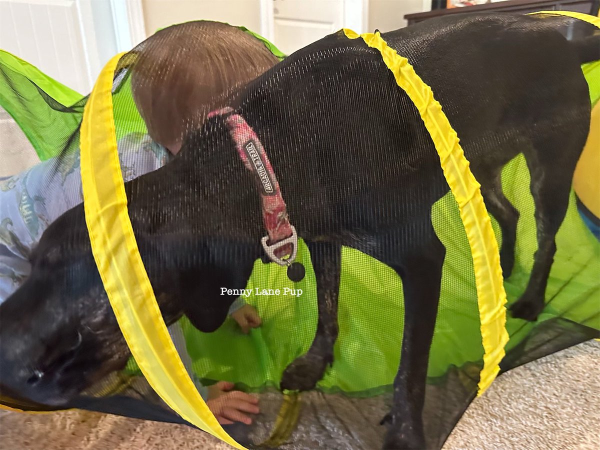 Penny_Lane_Pup's tweet photo. Shenanigans are going on behind me. So. Many. Shenanigans. 
#dogs #pennylane #lunatoo #T3B3 #T2B2 https://t.co/xpkCDaMFw0