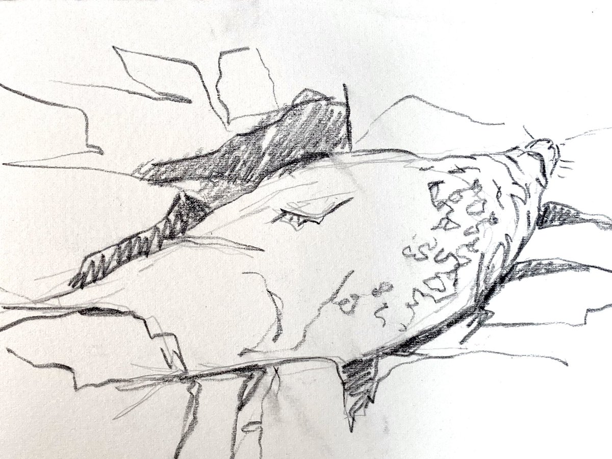 Alice Angus tweet media