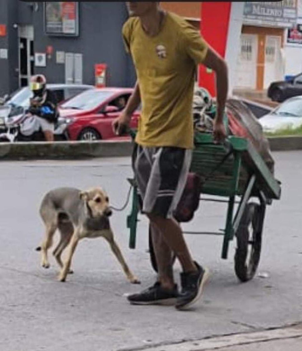 Amorososcol's tweet photo. MÁXIMA DIFUSIÓN 

Esta persona en condición de calle tiene a esta perrita y la GOLPEA CON FRECUENCIA, se busca apoyo para QUITÁRSELA ya que saca CUCHILLO 

La policía no ayuda

@andreanimalidad  @oajm993 https://t.co/vq0ECDPBir