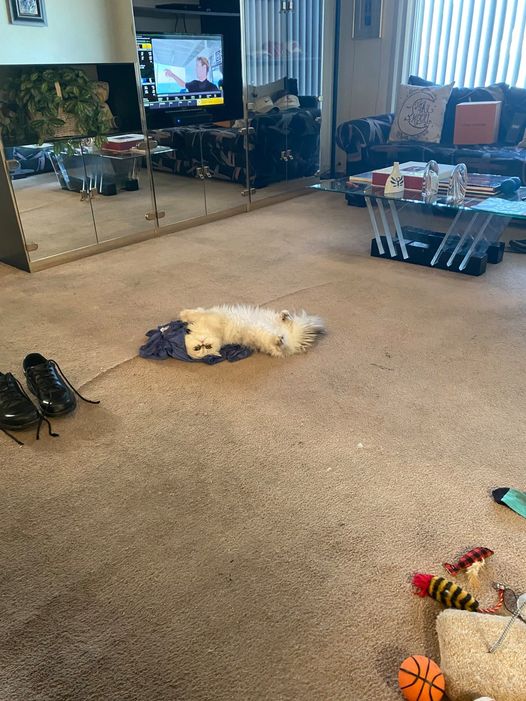 Bruce Merrin tweet media