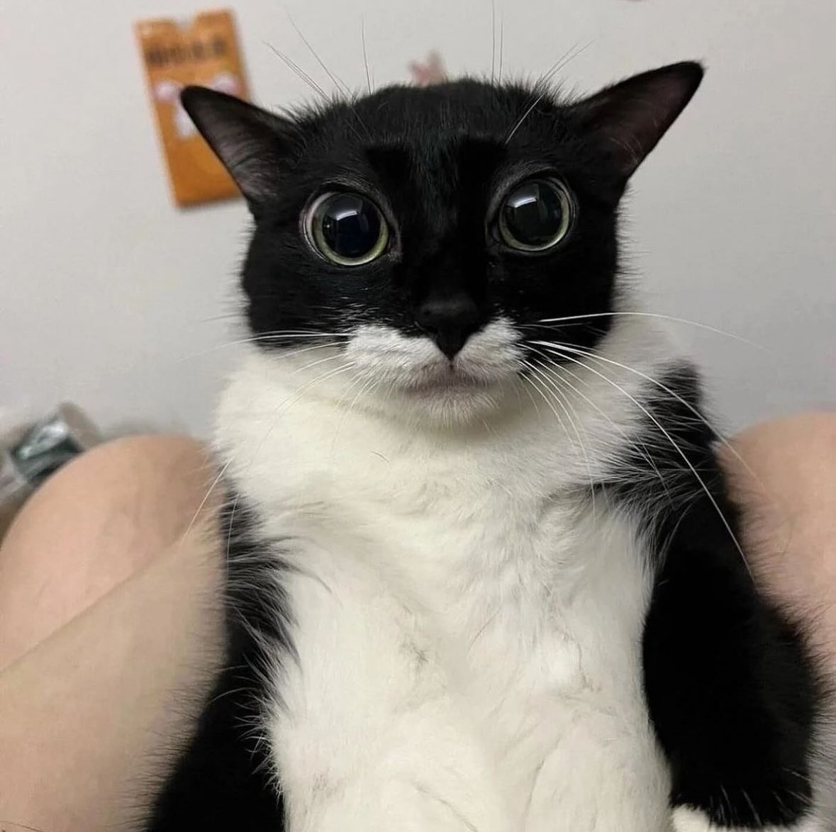 Punch Cat tweet media