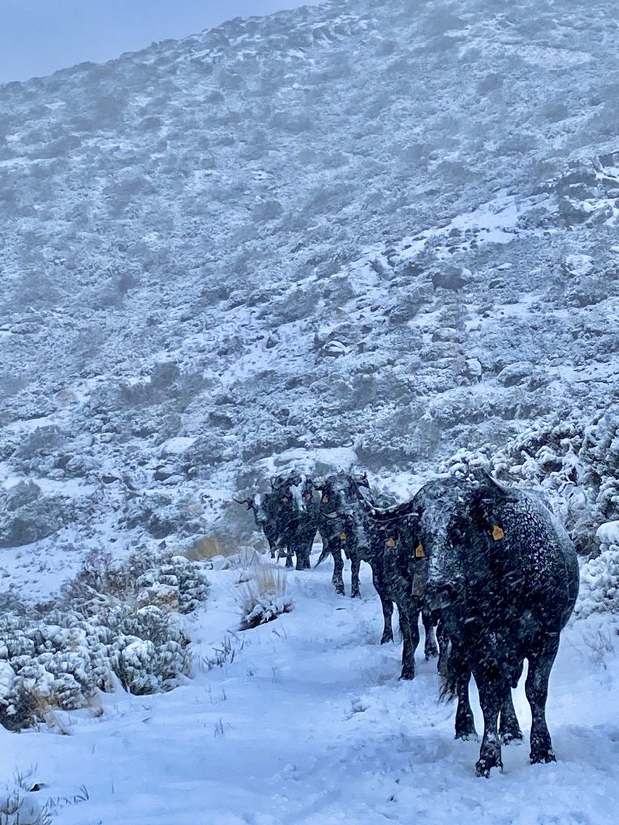 Ha llegado la primera nevada a la Sierra de Gredos, Ávila, Castilla.
Mis pacientes todavía no han bajado las vacas a las dehesas de Extremadura.
Queda aguantar en la sierra en condiciones de extrema dureza.
Las vacas avileñas ibéricas son fuertes como esta tierra ruda y noble.