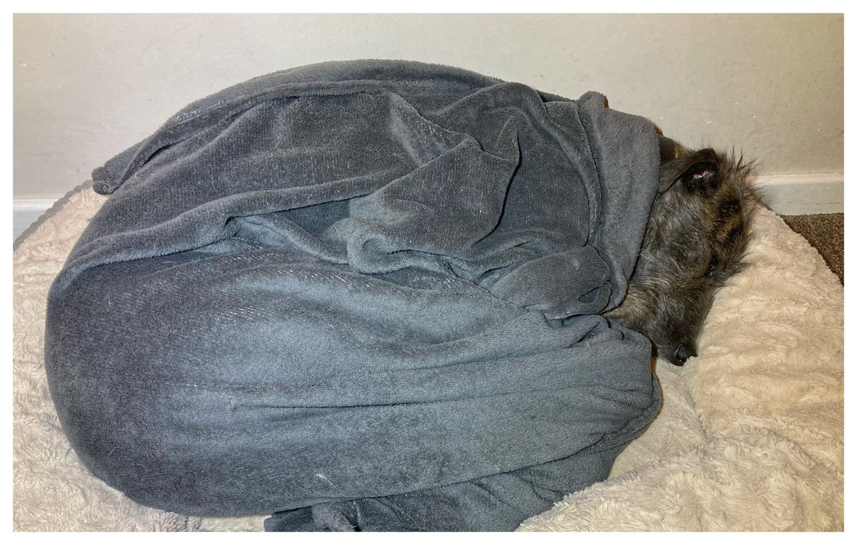 flyabout7's tweet image. I’ve been busy today, hence the lack of posts. 

Lord Ralphington was happy lazing about and now he’s zorsted and in bed. 🙄😴

I’m busy all this week, so won’t be posting much I’m afraid. 

Goodnight you lovely people. 

Sleep well. 🐾🐾

#RescueRalph
#SnugAsaBug.