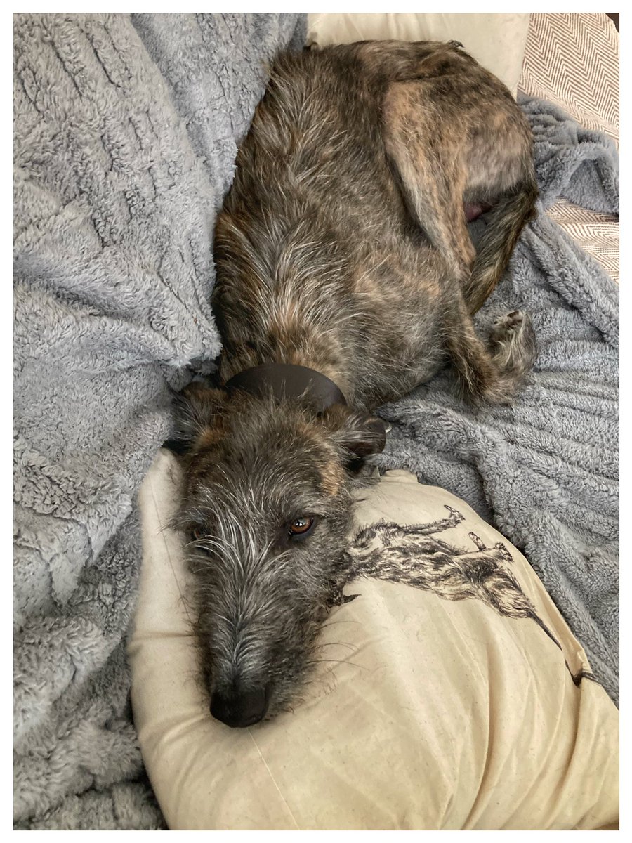 flyabout7's tweet image. I’ve been busy today, hence the lack of posts. 

Lord Ralphington was happy lazing about and now he’s zorsted and in bed. 🙄😴

I’m busy all this week, so won’t be posting much I’m afraid. 

Goodnight you lovely people. 

Sleep well. 🐾🐾

#RescueRalph
#SnugAsaBug.