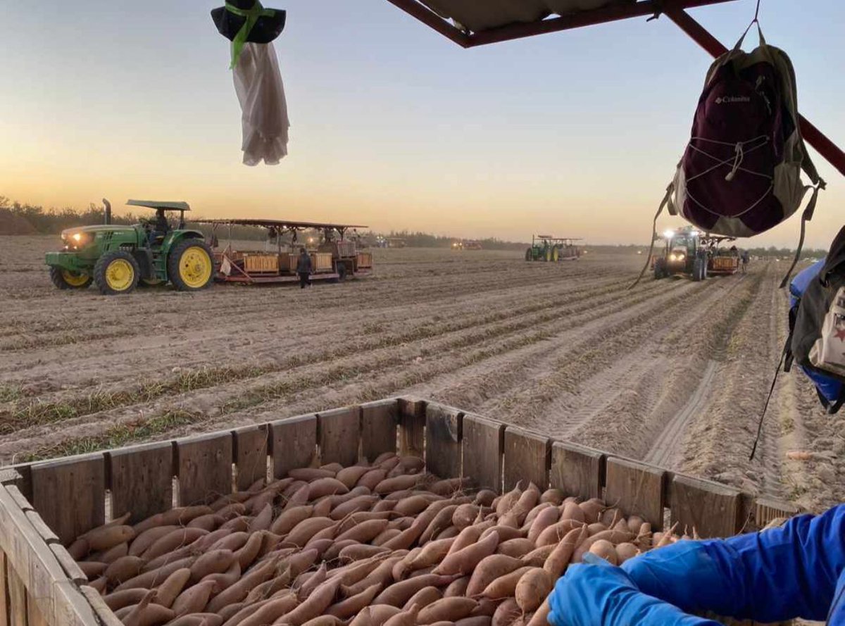 Farm workers in Merced county are harvesting sweet potatoes very early in the morning. Maria shares that she starts her day at 3am and finishes around 1:30pm. She shared this photo so consumers could see how a sweet potato field is worked. #WeFeedYou