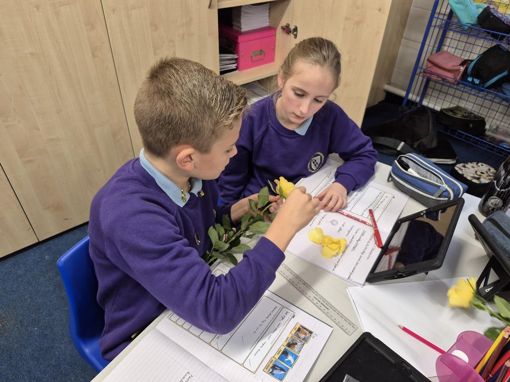 CCCRPrimary's tweet photo. Do all flowers have the same number of petals? Year 6 conducted a pattern seeking investigation. We found out that roses have between 31 and 45 petals. Some have the same number and some do not! πΉ#cccrscience https://t.co/Z1KPrrlrJh